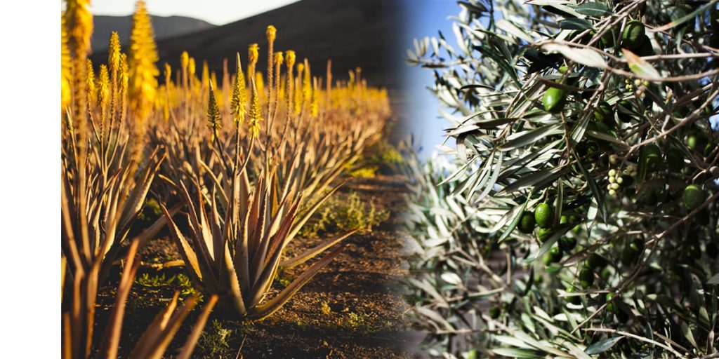 aloe-olivos