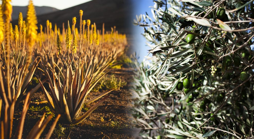 aloe-olivos