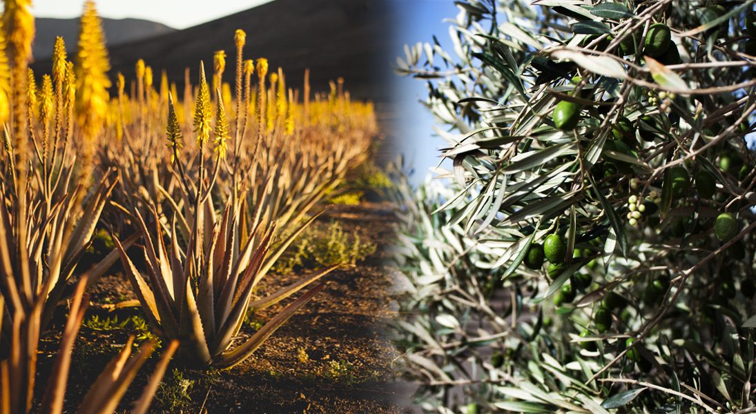 Olivenöl und Aloe Vera