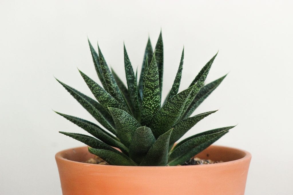 Biocosmetica aloe vera