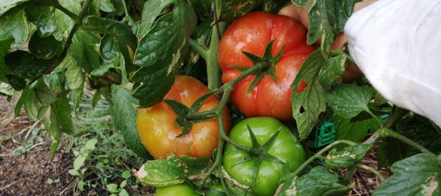 Tomates en finca Verdeaurora. Permacultura