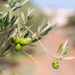 Olivos en Fuerteventura