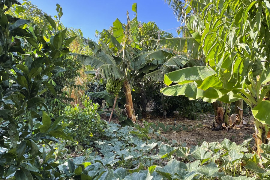 Ejemplo de bosques comestibles