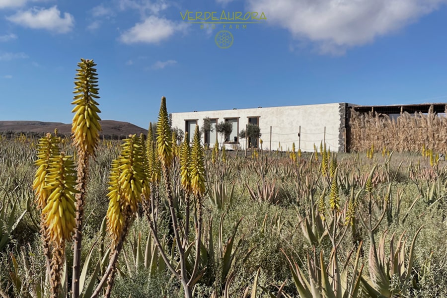 Fuerteventura in winter