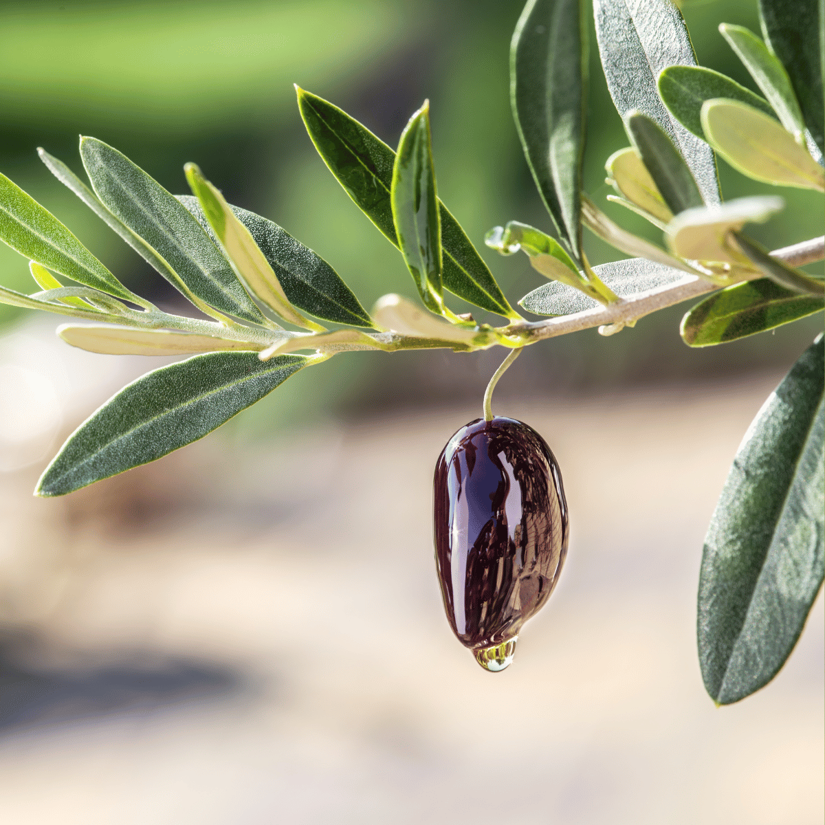 Alimentación ecológica aloe vera y aceite de oliva