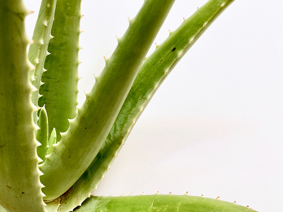 Aloe vera für die Haut. Vorteile