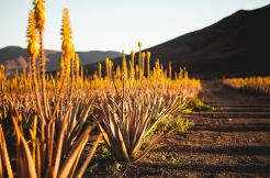 Aloe1 Aloe1