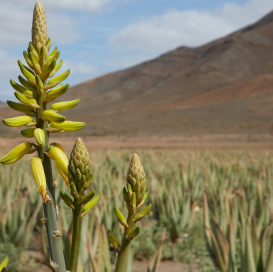 Bosque Comestible Bosque Comestible